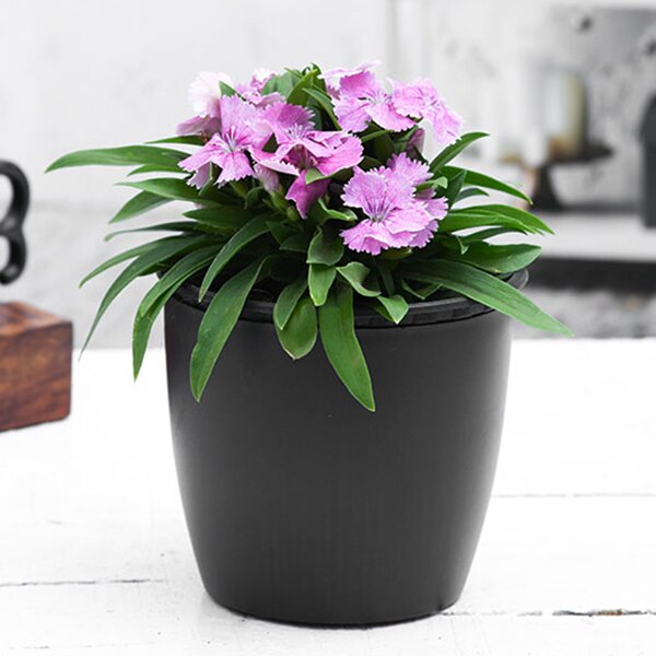 Dianthus (Pink) - Plant ( Buy 1 Get 1 Free )